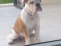 Safkan İngiliz Bulldog