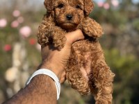 Teacup boy red brown Poodle bebekleri