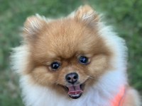 POMERANIAN BOO OĞLUM İÇİN EŞ