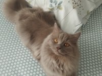 9 Aylık Kedimiz Çiftleşme