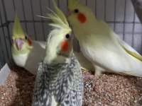 1 haftalık yeme düşmüş yavru sultan papağanı