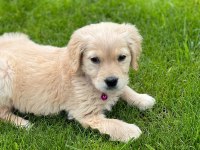 Safkan Golden Retriever