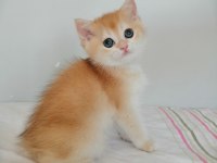 ŞAMPİYON ANNENİN PONÇİK BRİTİSH KIZLARI