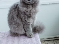 British longhair 9 aylık