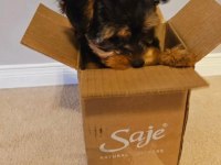 Morkie teddy yüz hattına sahip