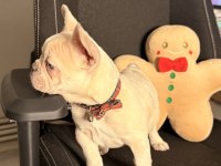 71 Günlük Safkan French Bulldog Bebek