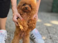 5 tane miniş toy poodle