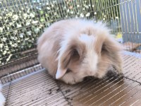 HOLLANDA TEDDY LOP TAVŞANI DİŞİ VE ERKEK