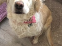 Golden Retriever Köpeğimizi Sahiplendirme