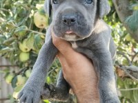 Asalet Ve Güç Bir Arada Blue Cane Corso Yavruları