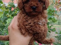 Irk ve Sağlık Garantili 10 numara poodle yavrular