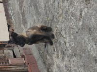 Yavru malinois köpekler