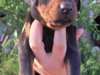 A kalite doberman bebeklerimiz