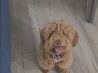 Poodle Köpeğimiz 9 Aylık