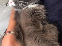 HAREKETLİ OYUNCU KEDİMİZ LUNA