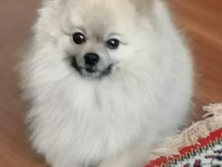 Köpeğimiz için ciddi düşünenler yazsın