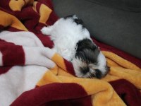 FCI A PEDİGREE NADİR RENK MİNİK SHIH TZU YAVRULARIMIZ