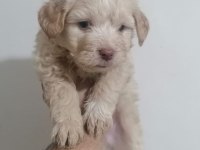 Maltipoo bebekler teslime hazır