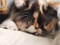 CFA KAYITLI ANNE VE BABA YAVRU KEDİMİZ