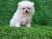 Pomeranian yavrular