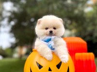 Orjinal Pomeranian Boo