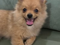 Acil yavru spitz