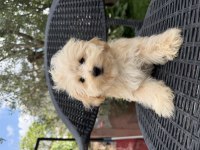 Mini Maltipoo yavru