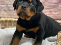 Irkının en iyisi rottweiler yavrular kapıda ödeme mevcut