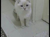Scottish fold 8 aylık kedimiz