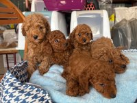 Toy Poodle Köpekler Tüy Dökmez
