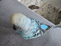 2 Adet muhabbet kuşu (Jumbo)