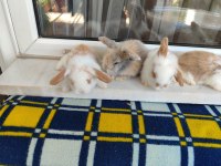 Hollanda Teddy Lop Tavşan