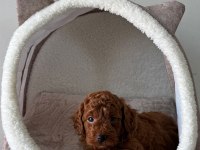 ZİYARETE AÇIK ERKEK DİŞİ TOY POODLE MİNİKLERİM