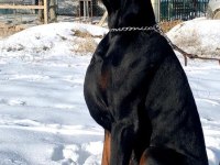 KIF A ŞECERELİ YAVRULARIMIZ YENİ YUVALARINI BEKLİYOR