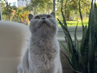 Uysal ve sevimli british shorthair kedimiz cindy