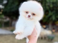 Micro Teacup Kusursuz Karbeyaz Pomeranian Boo