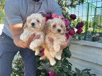 TOY POODLE VE MALTİPOO YAVRULARIMIZ