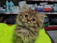 cinnemon bi color scottish fold british shorthair yavruları