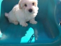 Sahiplendirilecek maltese