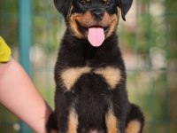 Ev ortamında yetiştirilmiş rottweiler yavrularımız