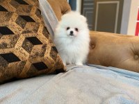 POMERANİAN BOO YAVRULARI 
