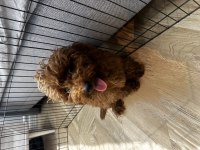 Red browen toy Poodle erkek 6 aylık