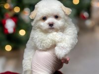 Teacup maltipoo son dişi yavrumuz