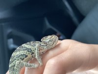 Sağlıklı Erkek Bukalemun