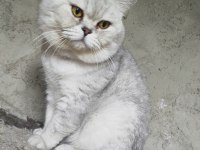 British Shorthair Erkek Kedimiz
