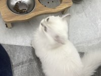 Kedilerim takım olarak verilecek