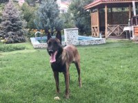 Belçika Malinois