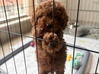2 AYLIK TOY POODLE