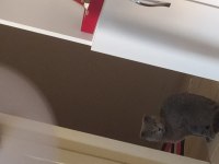 9 Aylık scottish kedi çantası sıfır tırmanma ağacı tarak vs