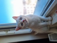 British shorthair kardeşler